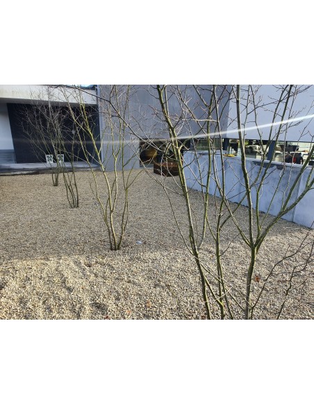 Dolomiet in een tuin in Hamme |Advance Greenshop