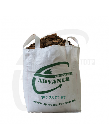 Pinus sylvester in big bag | Advance Greenshop