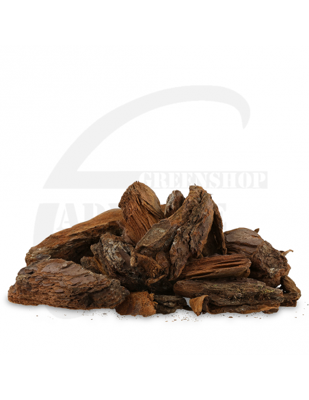 Pinus maritima 40/80 | Advance Greenshop