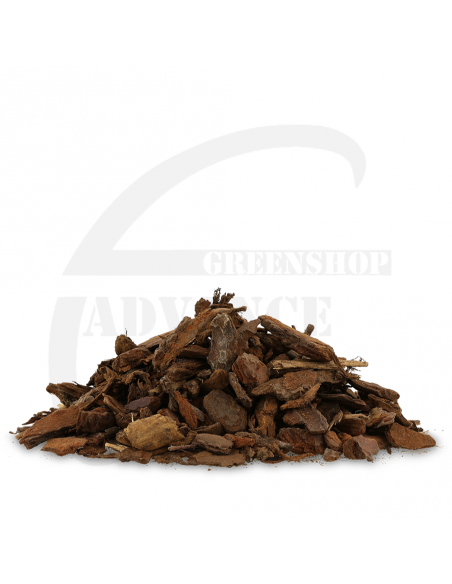 Pinus maritima 10/20 | Advance Greenshop