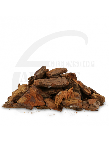 Pinus maritima 20/40 | Advance Greenshop