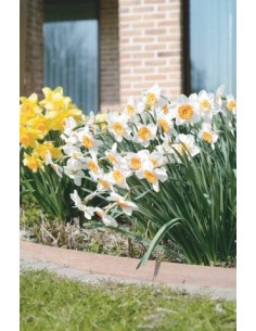 Azobé vlechtwerk - tuinhout - Advance Greenshop 2