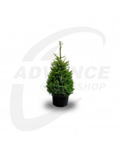 Nordmann kerstboom 60-80cm - Advance Greenshop