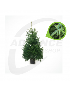 Echte kerstboom Picea omorika met kluit in pot - Advance Greenshop