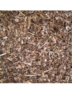 Pinus sylvester  - Advance Greenshop 2