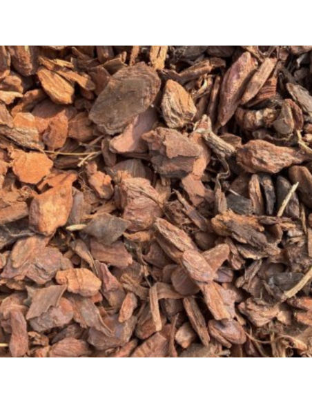 Résineux décoratifs (écorce française) | Advance Greenshop