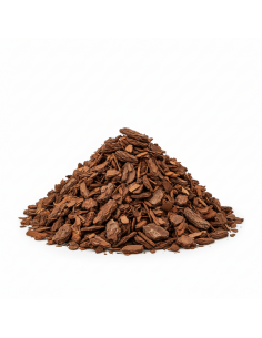 Pinus maritima in big bag | Advance Greenshop 2