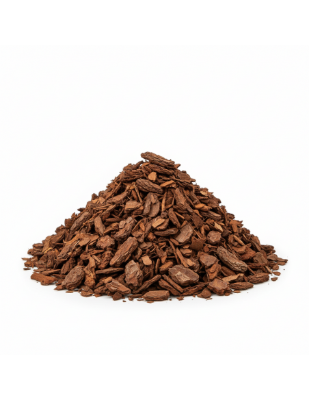 Pinus maritima  | Advance Greenshop