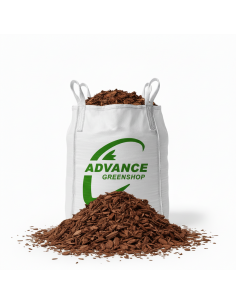 Pinus maritima in big bag | Advance Greenshop