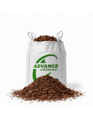 Pinus maritima in big bag | Advance Greenshop