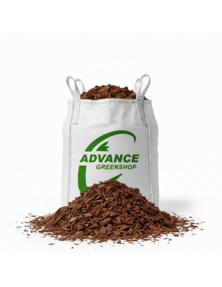 Pinus maritima in big bag | Advance Greenshop