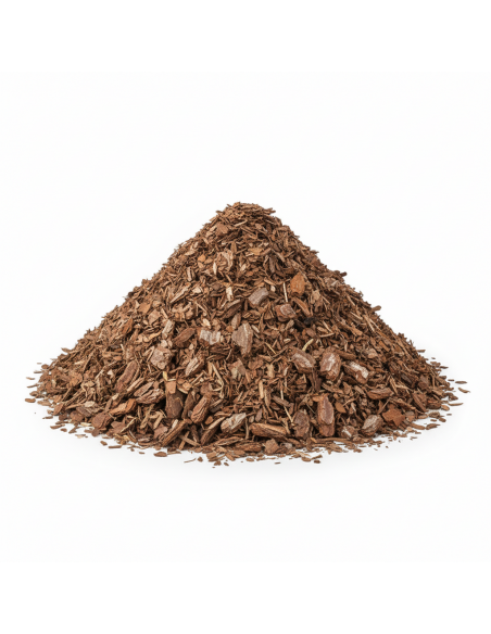 Pinus sylvester  | Advance Greenshop