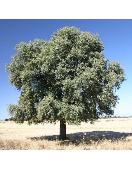 Tweede leerjaar Silicium woestenij Quercus ilex - steeneik met groeigarantie