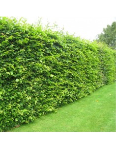 Beuk, Fagus sylvatica kopen aan de laagste prijs! 2