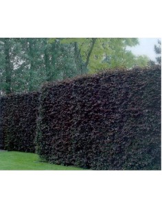 Rode beuk, Fagus sylvatica Purpurea - haagplant 2