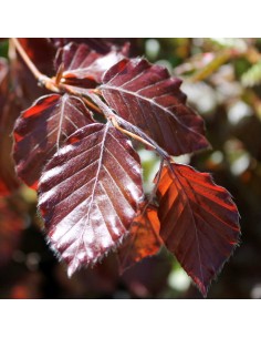 Rode beuk, Fagus sylvatica Purpurea - haagplant
