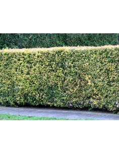 Ligustrum ovalifolium 2