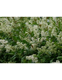 Ligustrum ovalifolium