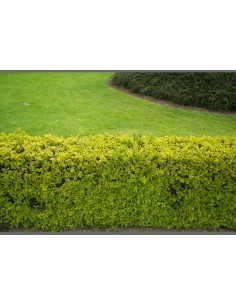 Ligustrum ovalifolium aureum 2