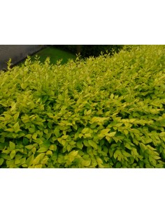 Ligustrum ovalifolium aureum