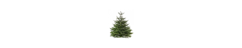Echte kerstboom online kopen | kerstbomen | Advance Greenshop
