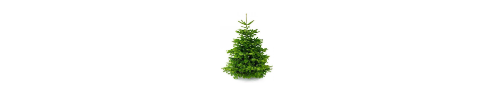 Nordmann kerstboom kopen? kerstbomen - Advance Greenshop
