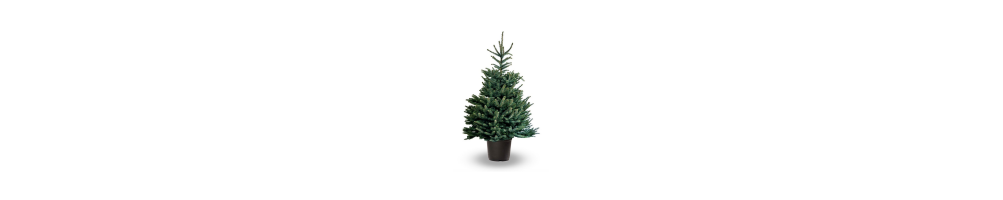 Zilverspar kerstboom kopen - kerstbomen - Advance Greenshop
