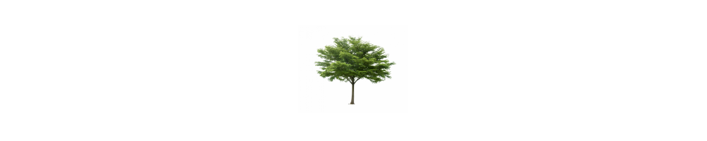 Beplanting, tuinplanten en bomen – supervers, rechtstreeks van de kweker!