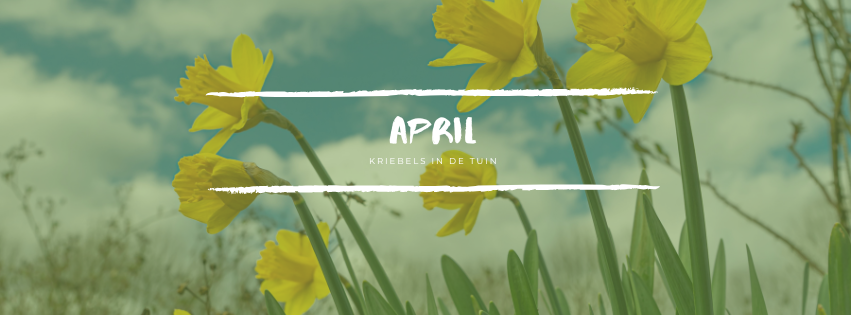 Gele narcissen in bloei tegen een lichte voorjaarslucht