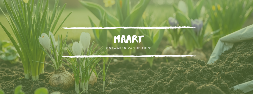 Krokussen en bloembollen die in het vroege voorjaar opkomen uit donkere aarde