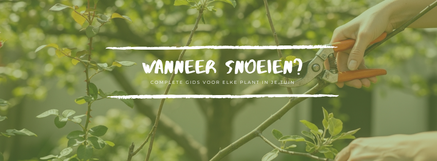 Hand met een oranje snoeischaar die een tak van een heester snoeit