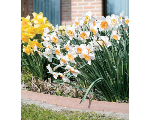 Azobé strips als kantopsluiting langs een border met narcissen