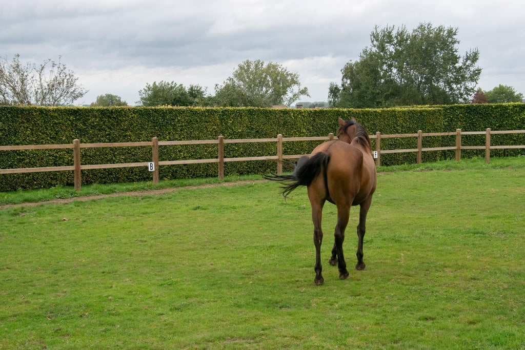 Ranch Omheining Okan Hardhout - Luxe Houten Paardenomheining