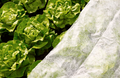 Vliesdoek Moestuin & Gewasbescherming 17g/m² | Oogstvervroeging & Insectenbescherming