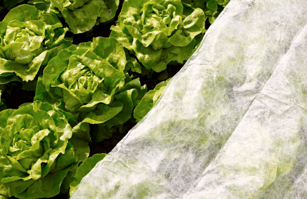 Vliesdoek Moestuin & Gewasbescherming 17g/m² | Oogstvervroeging & Insectenbescherming