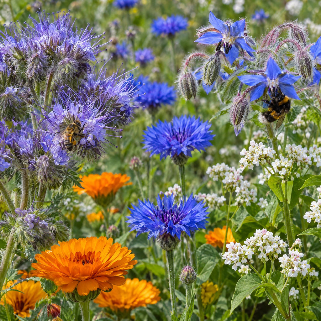 Mélange de fleurs pour les abeilles et compagnie en fleurs