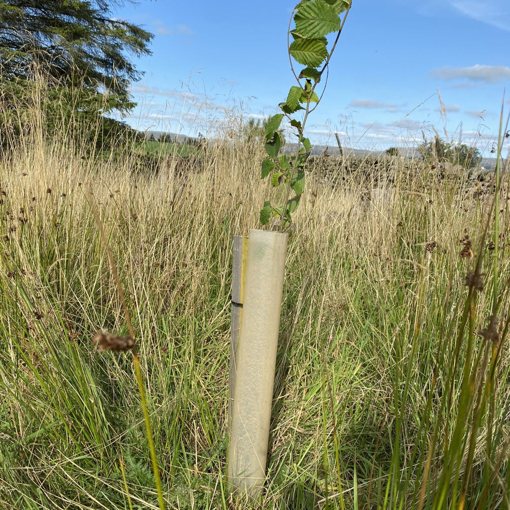 Bio Terra Tube autour d’un jeune arbre