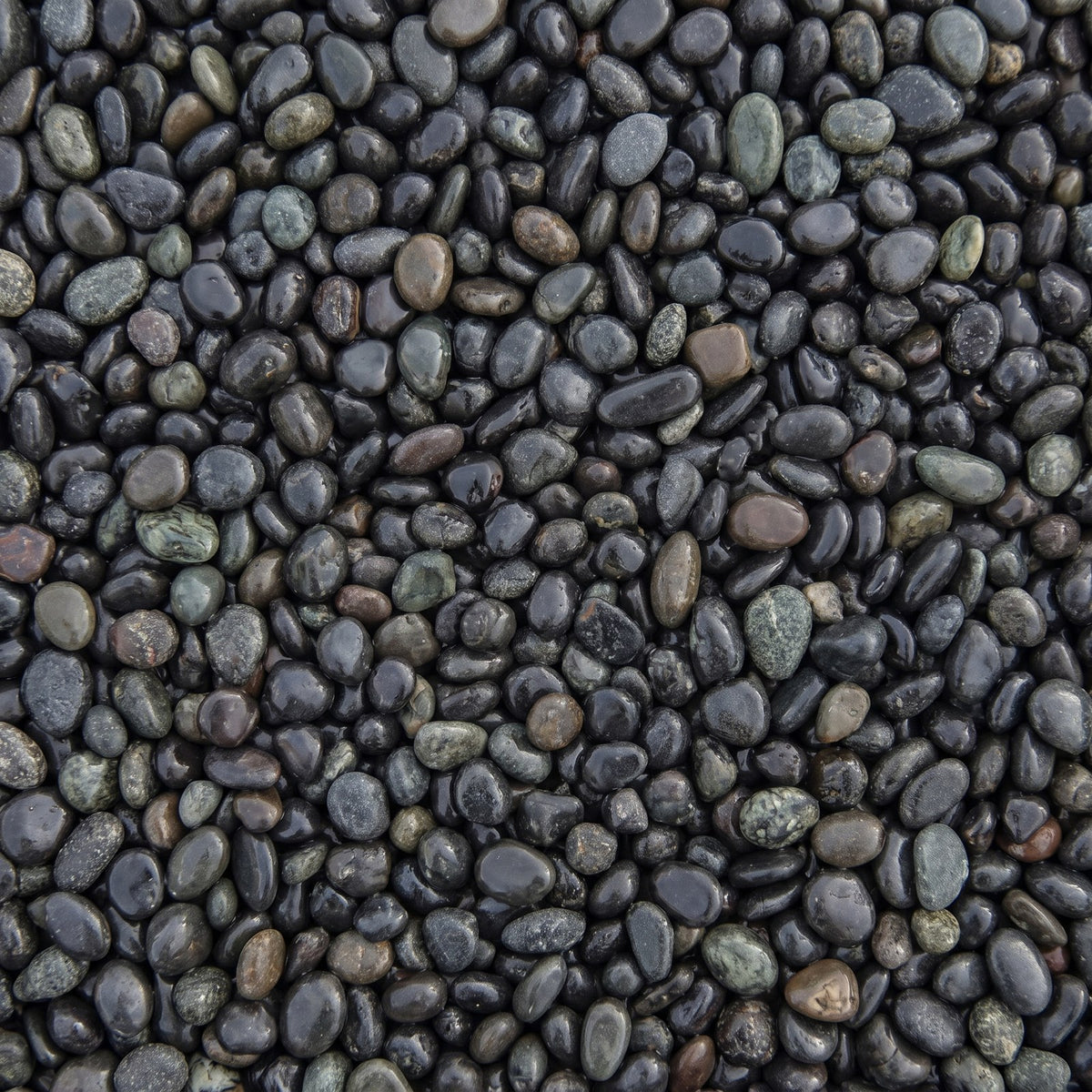 Black Pearl, los gestort