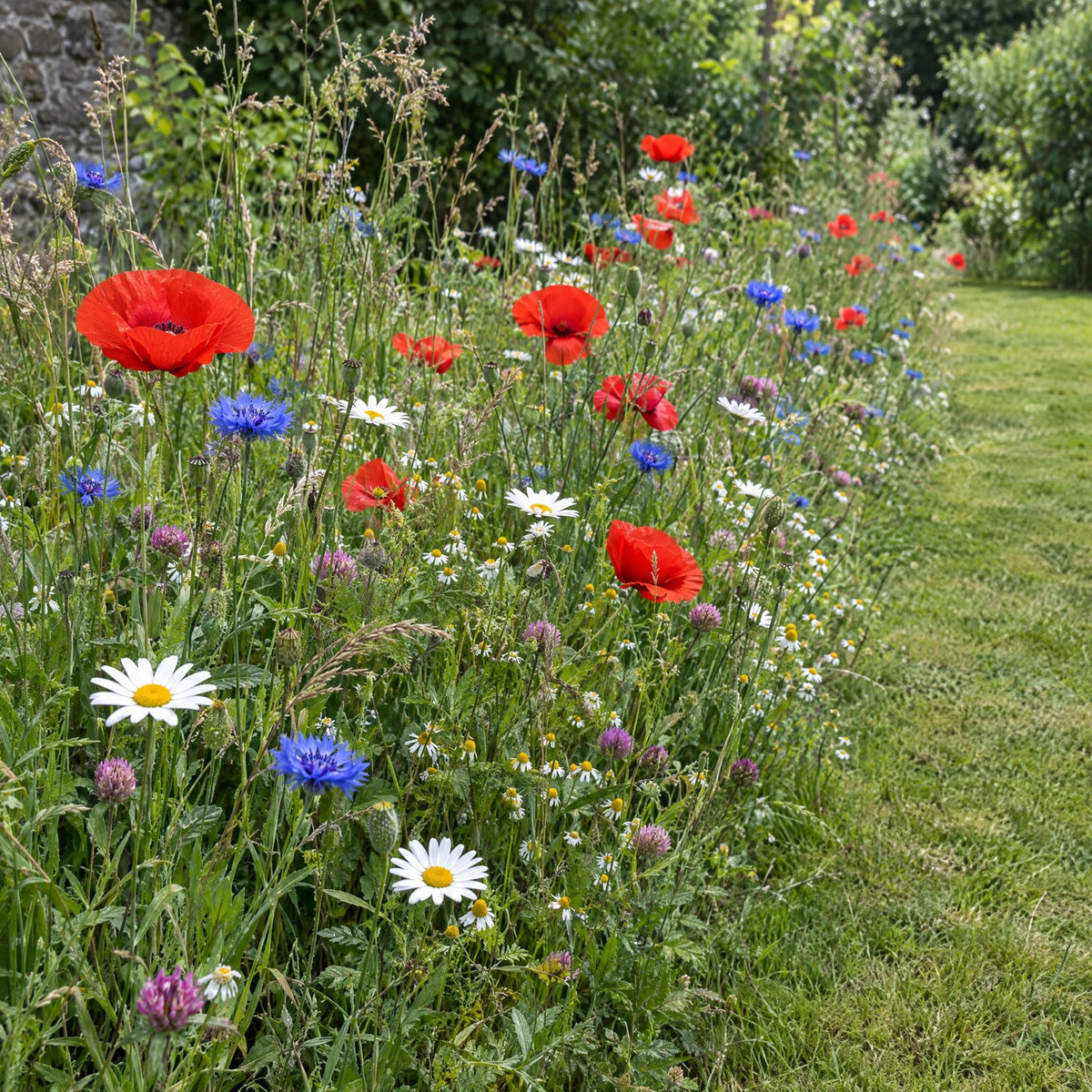 Mélange de fleurs Petites fleurs des champs en fleurs