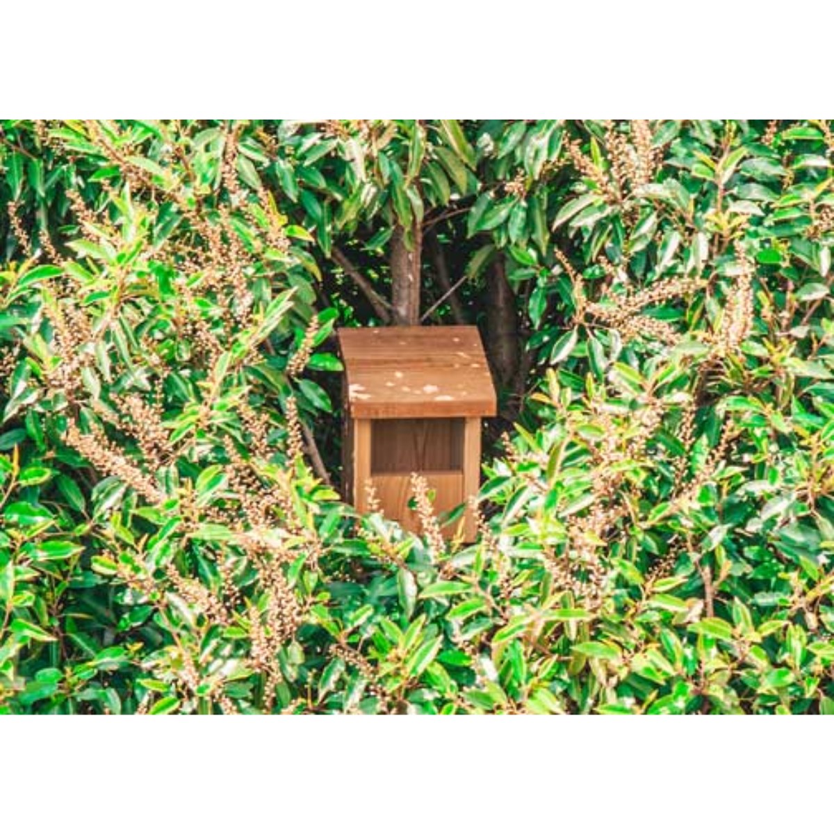 Nestkast Grauwe vliegenvanger, Witte kwikstaart en Roodborst, sfeerbeeld