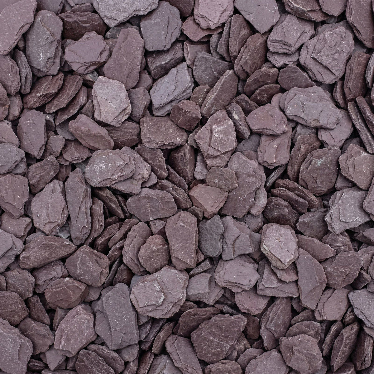 Purple Slate Leisteenschilfers, los gestort