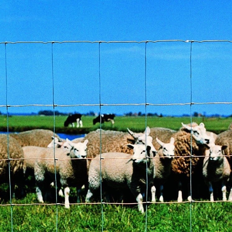 Schapen achter Ursus knoopgaas