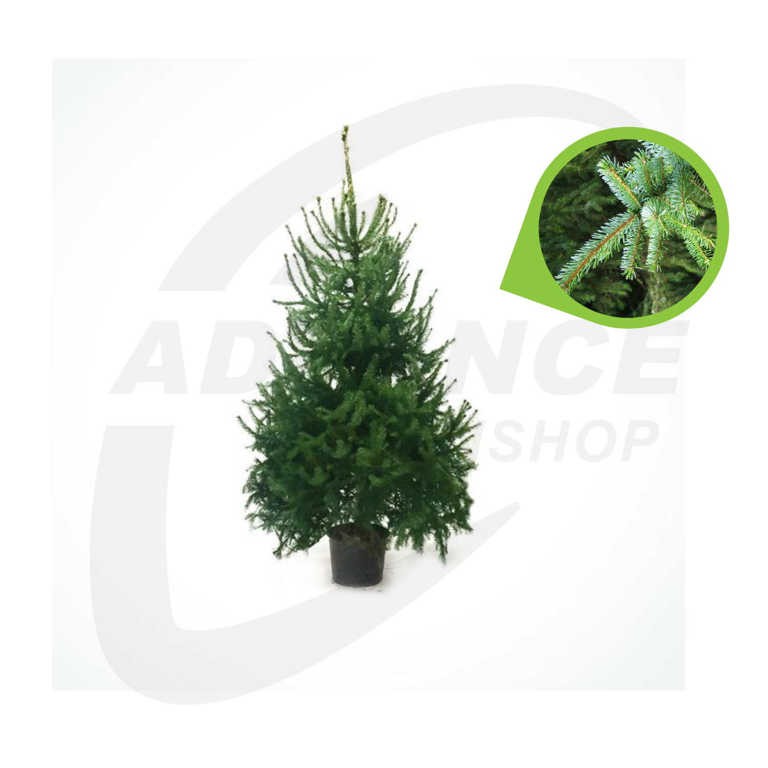 Misbruik rekruut Systematisch Met deze tips gaat je kerstboom nog langer mee! Advance Greenshop - Advance  Greenshop